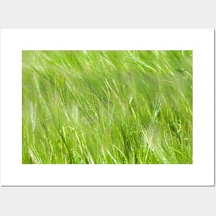 Layers of barley moving in the breeze - field in Yorkshire Posters and Art